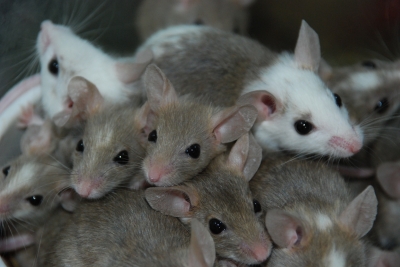 Stem Cell Research Shows Vision Restoration In Rats