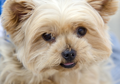Pets And The Impact They Can Have On Your Eyes