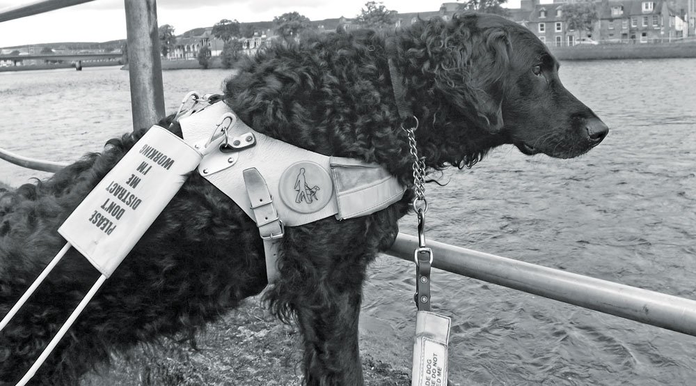 Pets At Home Offer £1000 Reward To Help Find Guide Dog
