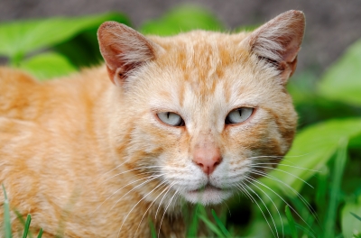 Cats increase risk of glaucoma