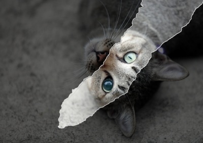 Lazy eye research with kittens