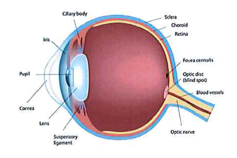 Hanson EDC 2600 Digital LCD Chart - The Eye Diagram
