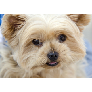 Pets And The Impact They Can Have On Your Eyes