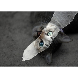 Lazy eye research with kittens