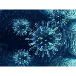 Stem Cell research for retina repair